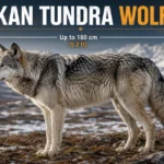 alaskan-tundra-wolf-size