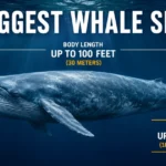 What Is the Biggest Whale Size in World ? (Size, Records & Top 5 Giants) biggest-whale-size