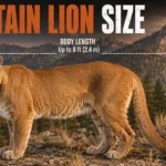 Mountain Lion Size: Weight, Height, Length & Size Comparison mountain-lion-size